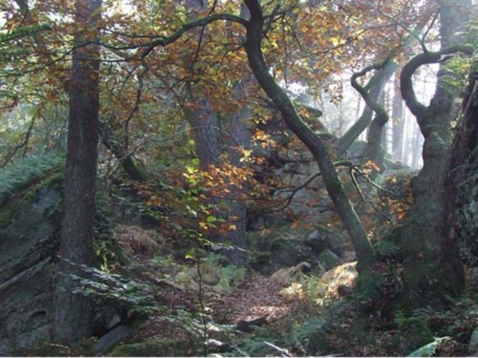 Auberge D'Hotes L'Instant Le Hohwald Exteriör bild